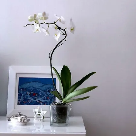 Apartment Buble-3